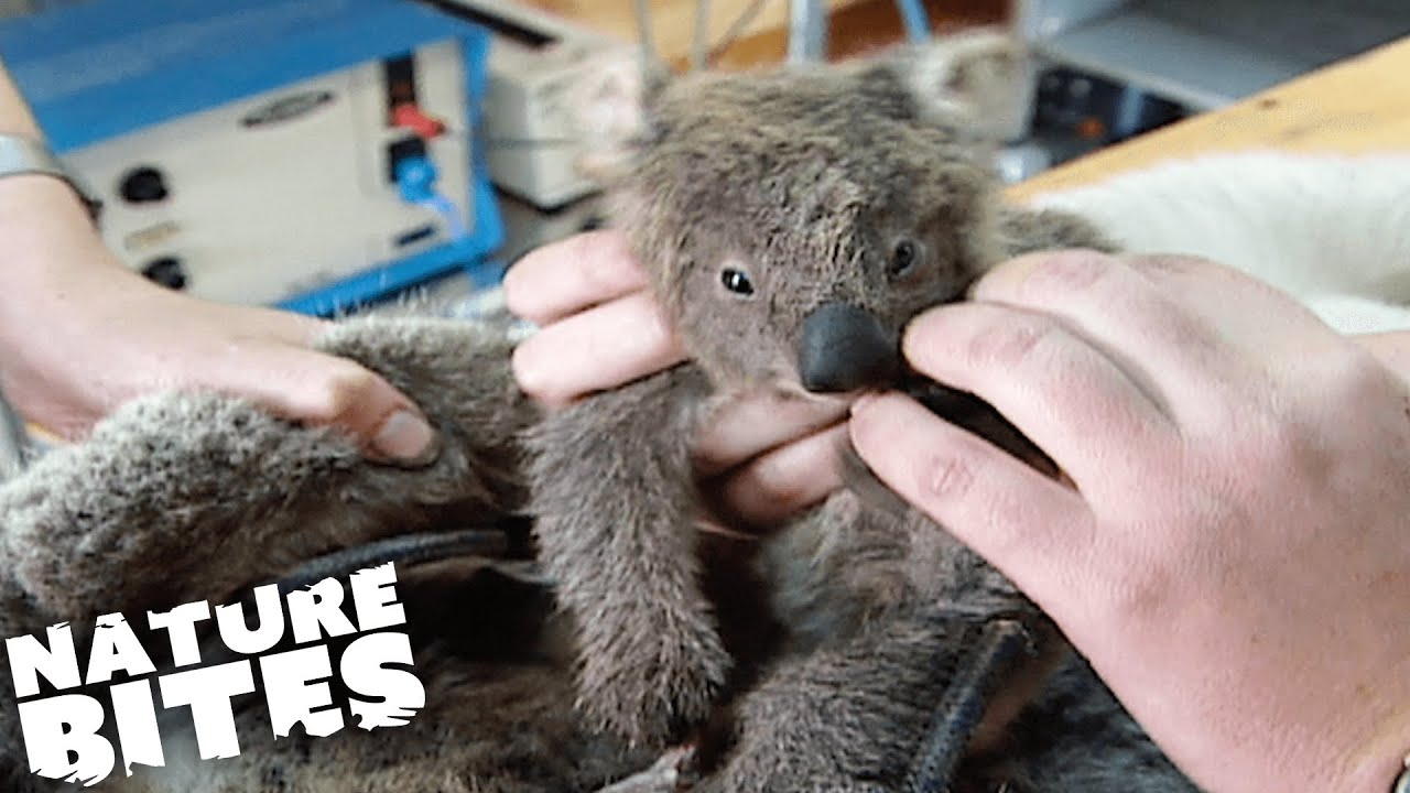 Koala Mothers Separated from their Babies and Sterilised | Nature Bites