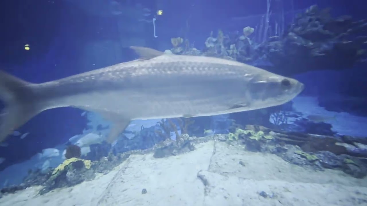 Walt Disney World -  SeaBase Aquarium (12-05-2025)
