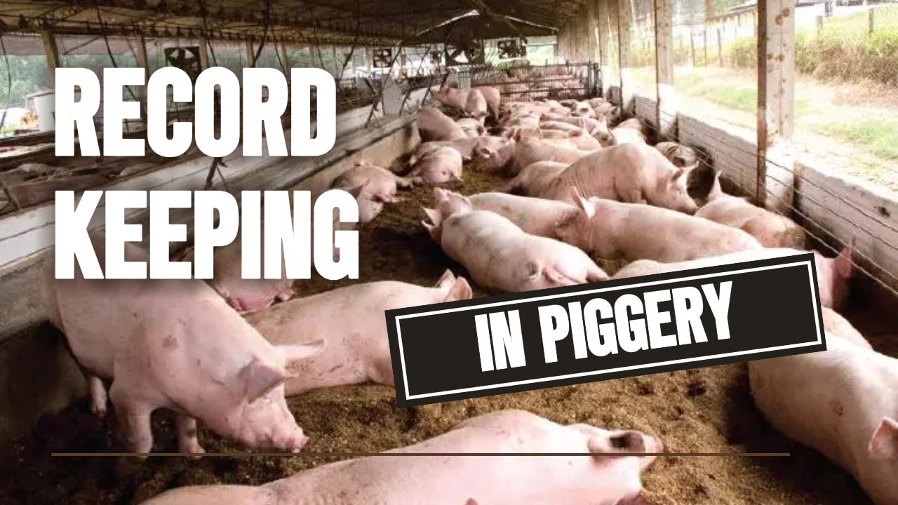 Mastering Pig Production: Essential Record Keeping for Success