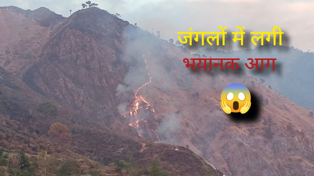 जंगलों में लगी भयानक आग 😱।। पहाड़ी क्रिकेट 😍।। #pahadilifestyle 