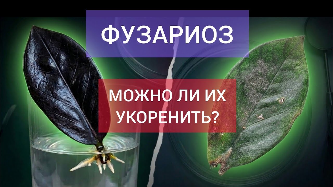 Шанс на жизнь: Больные листья | Пробую укоренить листья замиокулькаса заражённого ФУЗАРИОЗОМ