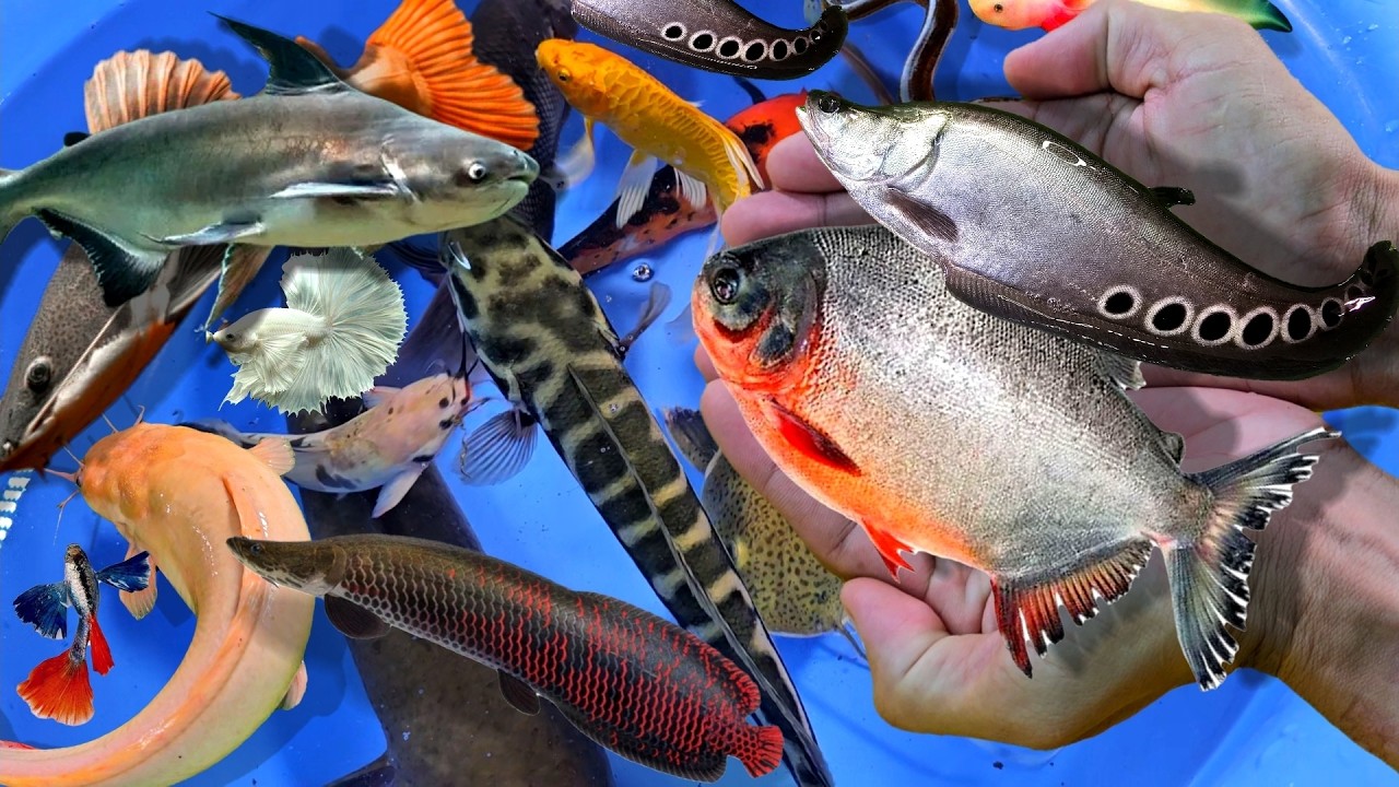 Bắt cá cảnh, cá vàng ranchu, cá chép, cá trê, lươn biển, cá koi