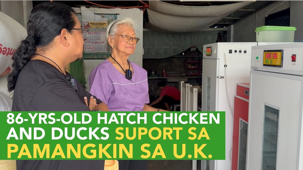 86-Year-Old Hatch RIR Chickens and Pekin Ducks to Support sa Pamangkin sa U.K.!