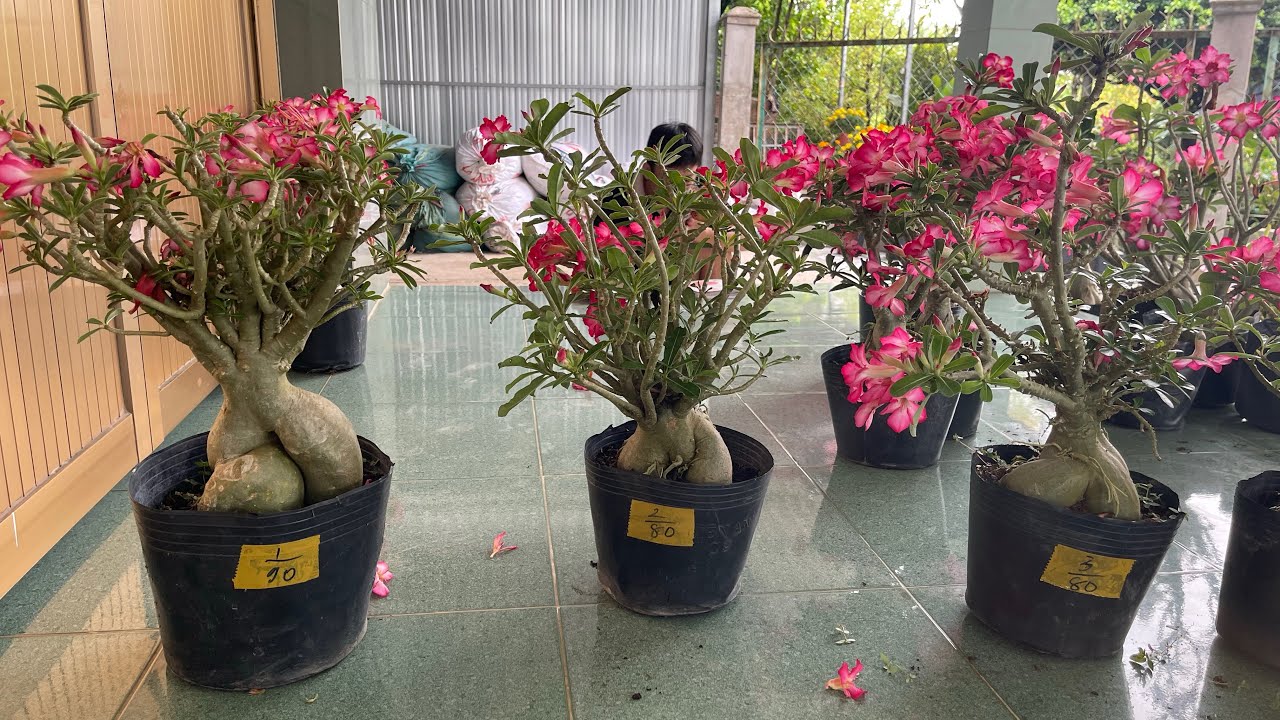 Lô sứ nguyên thủy thân gai ngày 28-2 lh0939708835(Zalo)