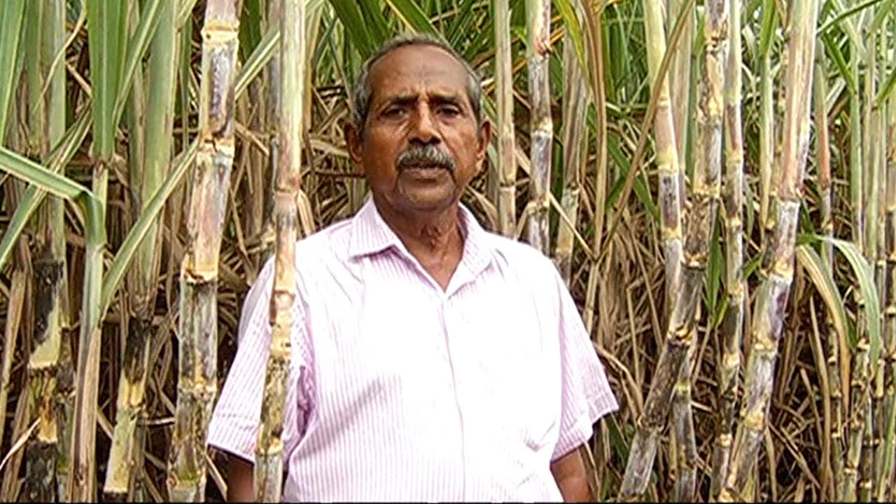 கரும்பு பயிர்களில் உயர் மகசூல் பெற செய்யவேண்டியது என்ன ?  | Malarum Bhoomi