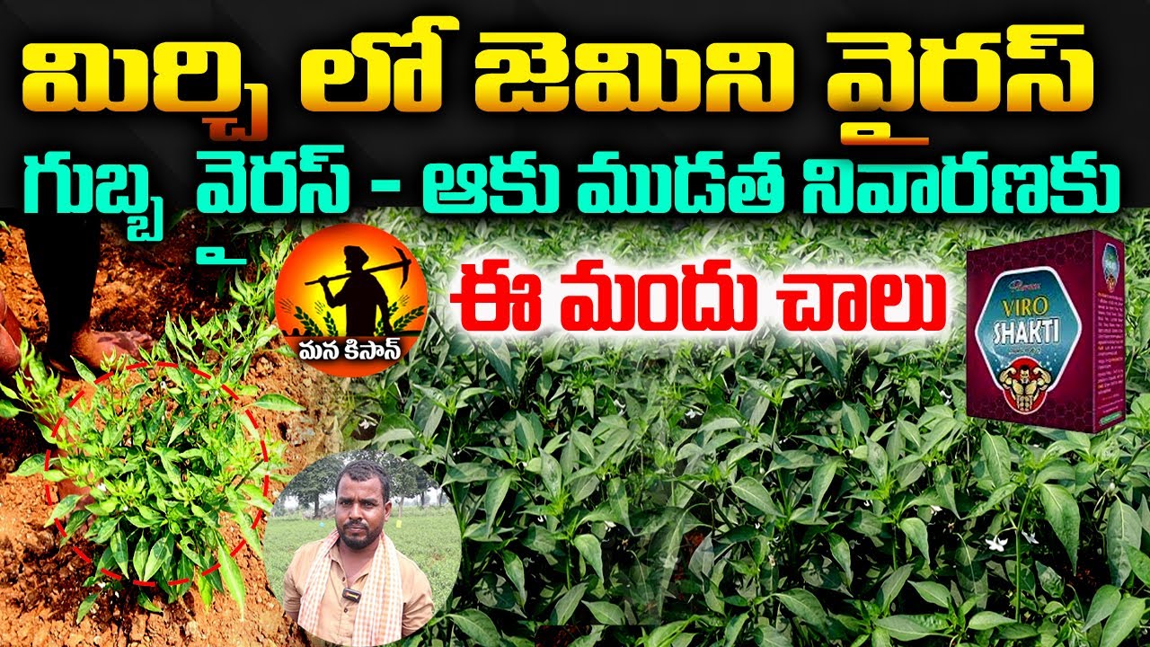 మిర్చి లో జెమిని వైరస్ నివారణ |గుబ్బ వైరస్ నివారణ | Mirchi Gemini Virus  Control | Mana kisan