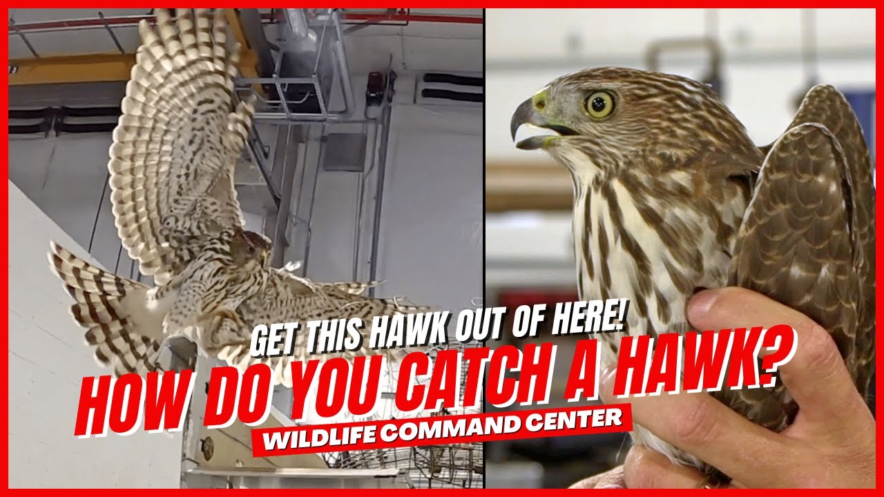 Catching A Wild Hawk | Raptor Rescue | Wildlife Command Center - Ep. 1