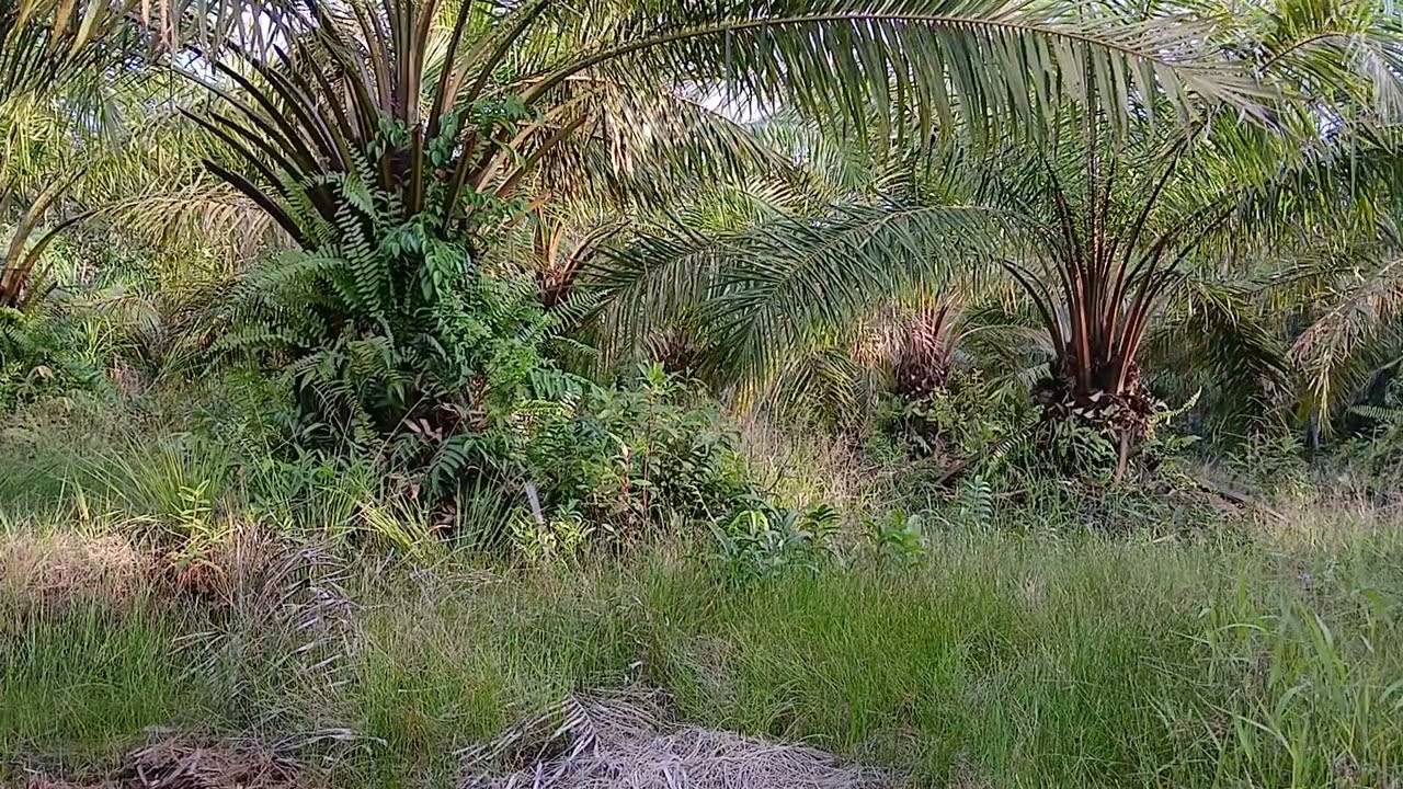 JATAH MEMBUANG PLEPAH DALAM 1 HARI SEBANYAK 20 POHON.