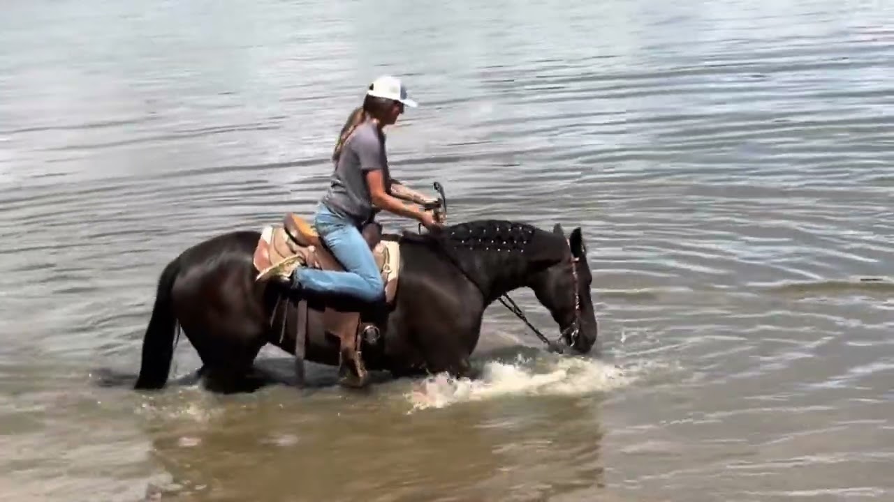 Jasmine - 2013 reg - TN Walking Horse ❤️