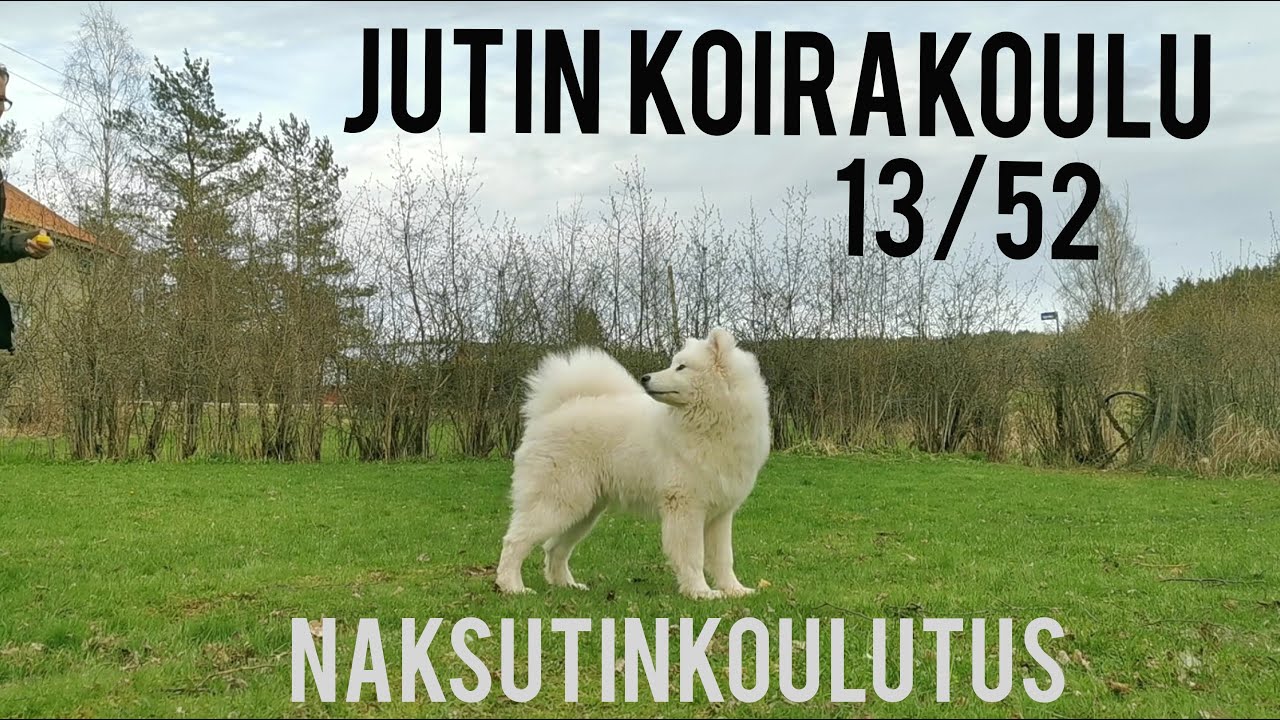 13/52 Naksutinkoulutus. Perusteet sekä harjoituksia. Samojedinkoira Jutin Koirakoulu - Temppukoulu
