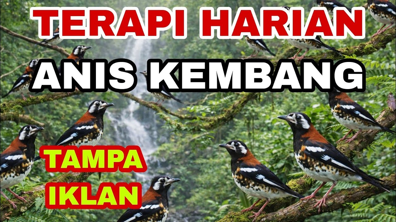 Pancing BURUNG ‼️ TERAPI Burung ANIS KEMBANG HARIAN Tampa iklan