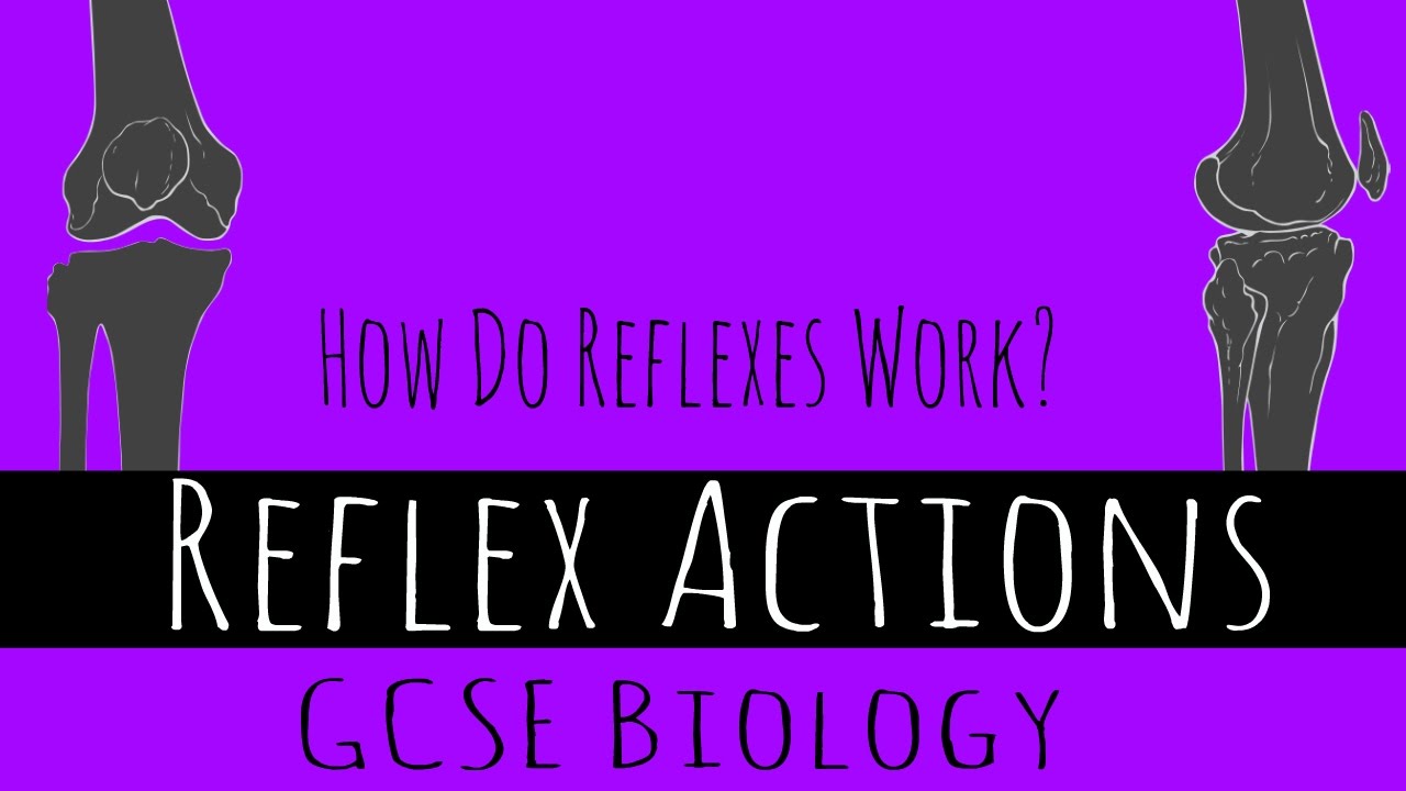 Reflex Actions - How Do Reflexes Work? - GCSE Biology