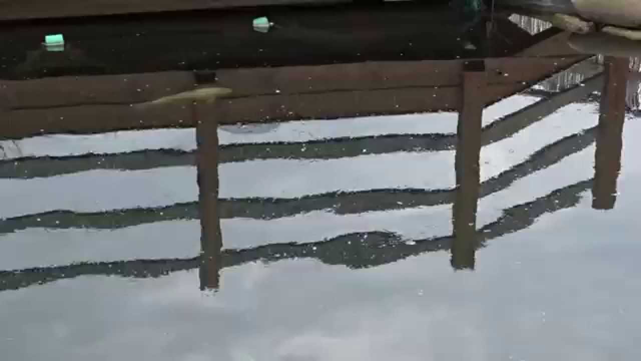 Kahmhaut auf Teich