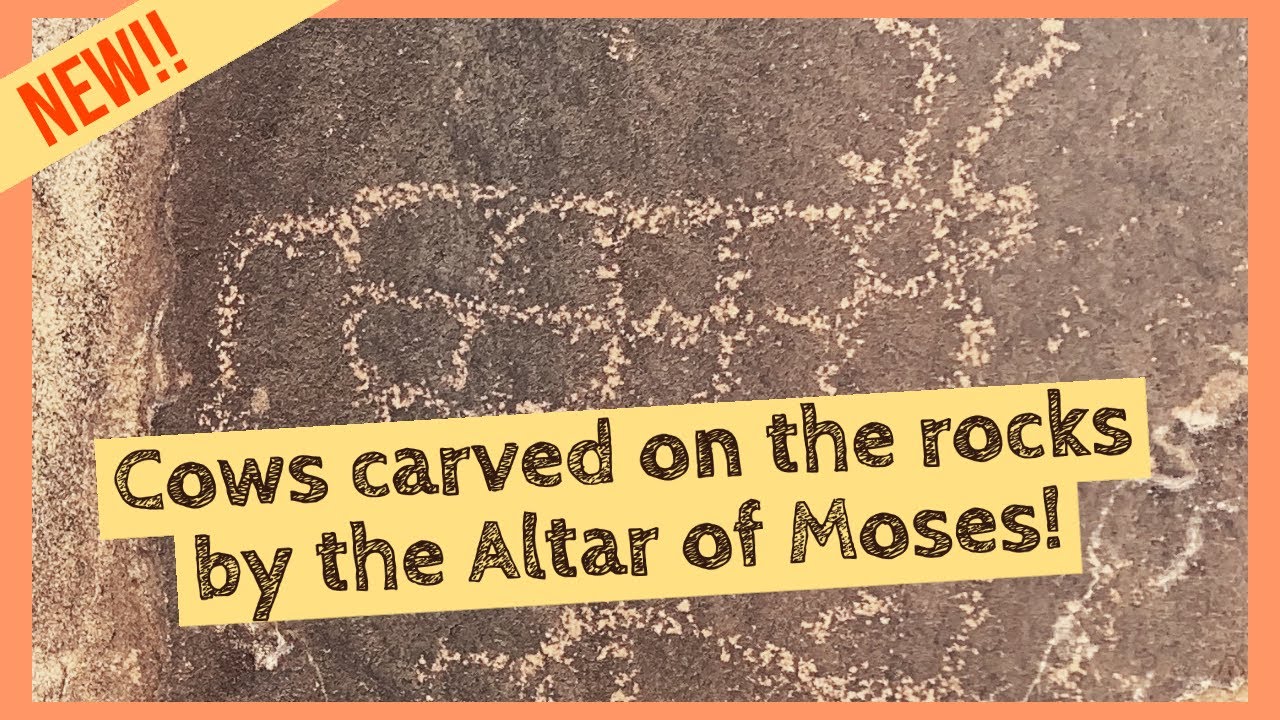 Cows carved on the rocks at Mount Sinai