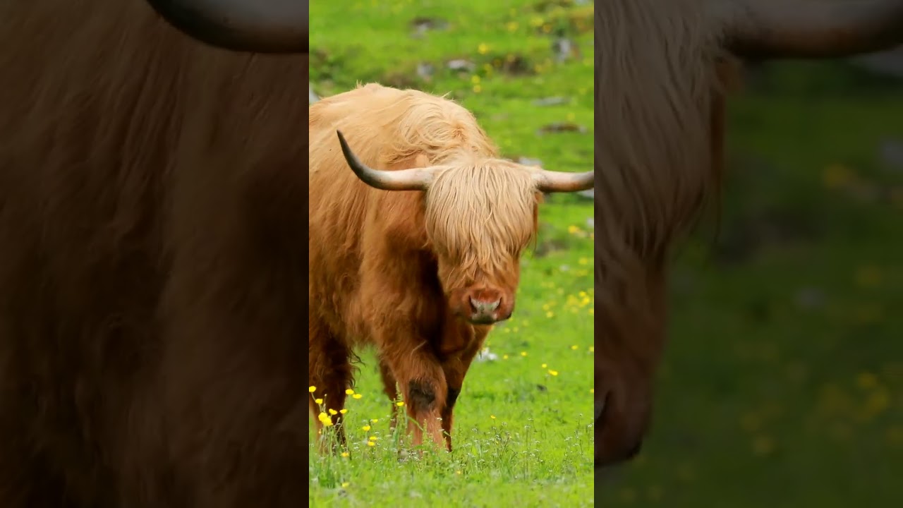 Sing Along to Old MacDonald Had a Farm! 🐮 #cocomelon #shorts #animals