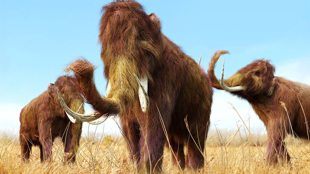 Mammoths: Why Did This 13ft Giant Become Extinct?