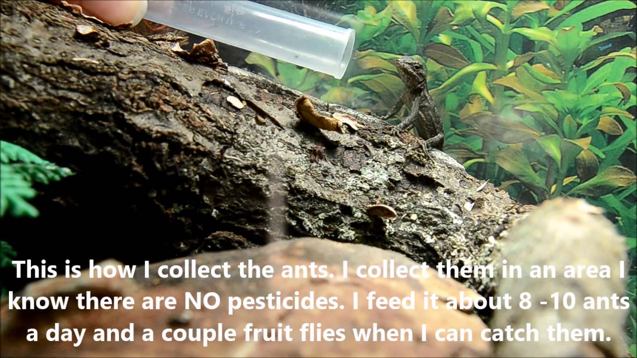 How to get your baby Fence Lizard to eat