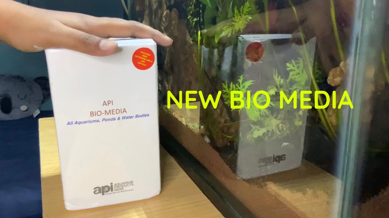 New API Bio Media!!