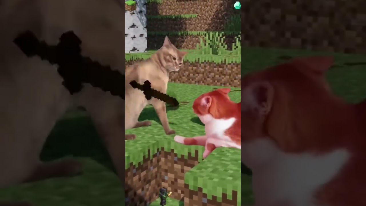 The cat has a strange cry #funnycats #funnyanimals #petvideos #cat