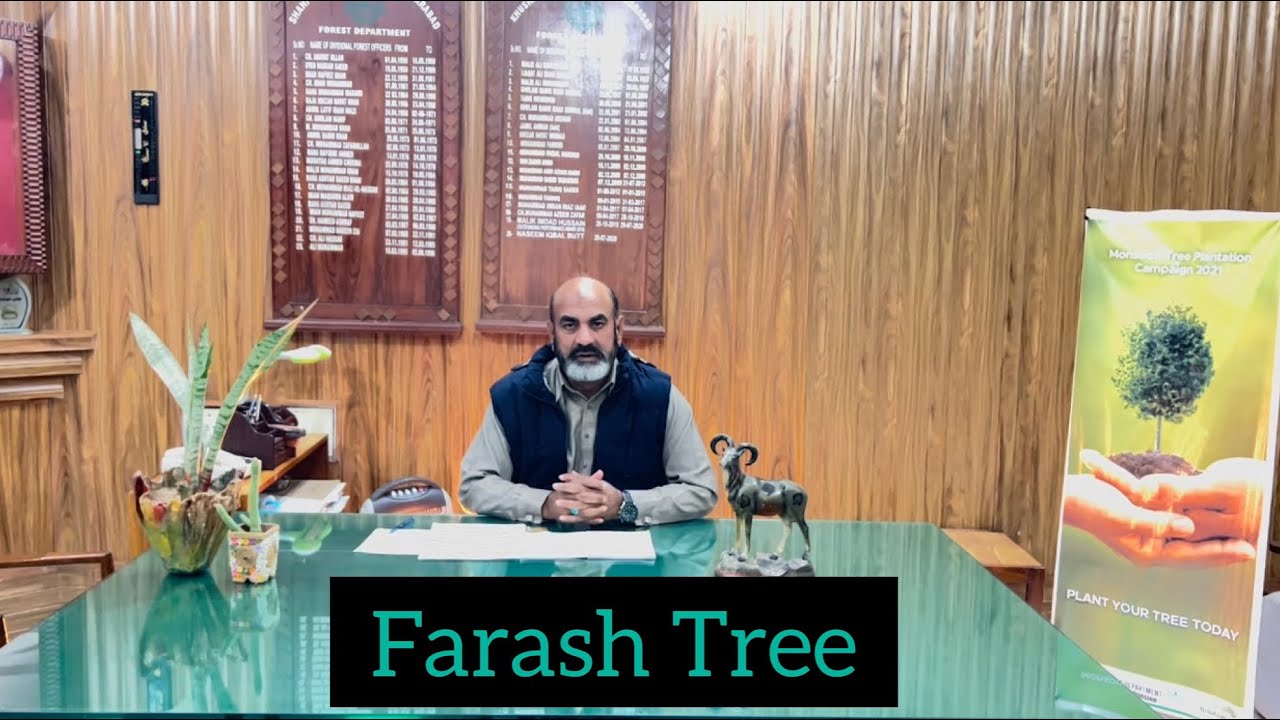 Farash Tree - Tamarax aphylla - Khagal Tree