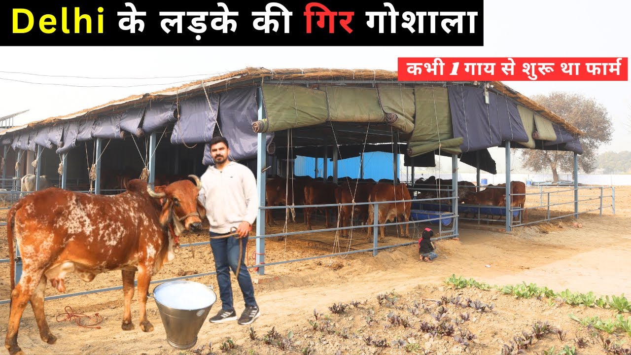 Job  न करके start  किया खुद का Dairy  Business  II  Gir Cow II Gir Dairy Farming In India