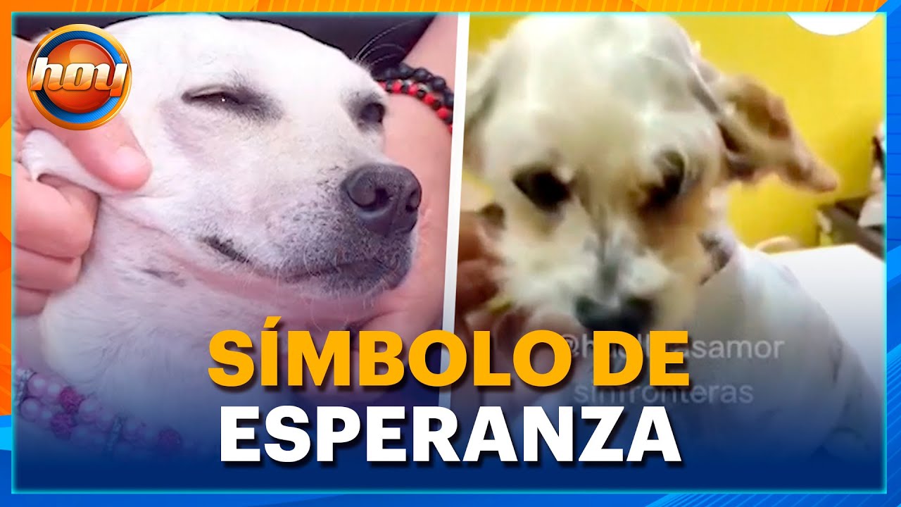 ‘Cereza’, la perrita embarazada que sobrevivió al incendio de la pipa de gas | Programa Hoy