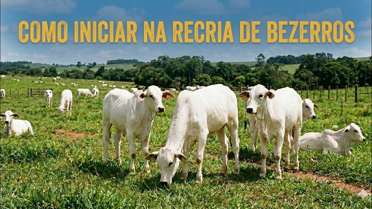 Para iniciar na recria é preciso estudar genética, manejo e alimentação #pecuarialucrativa 