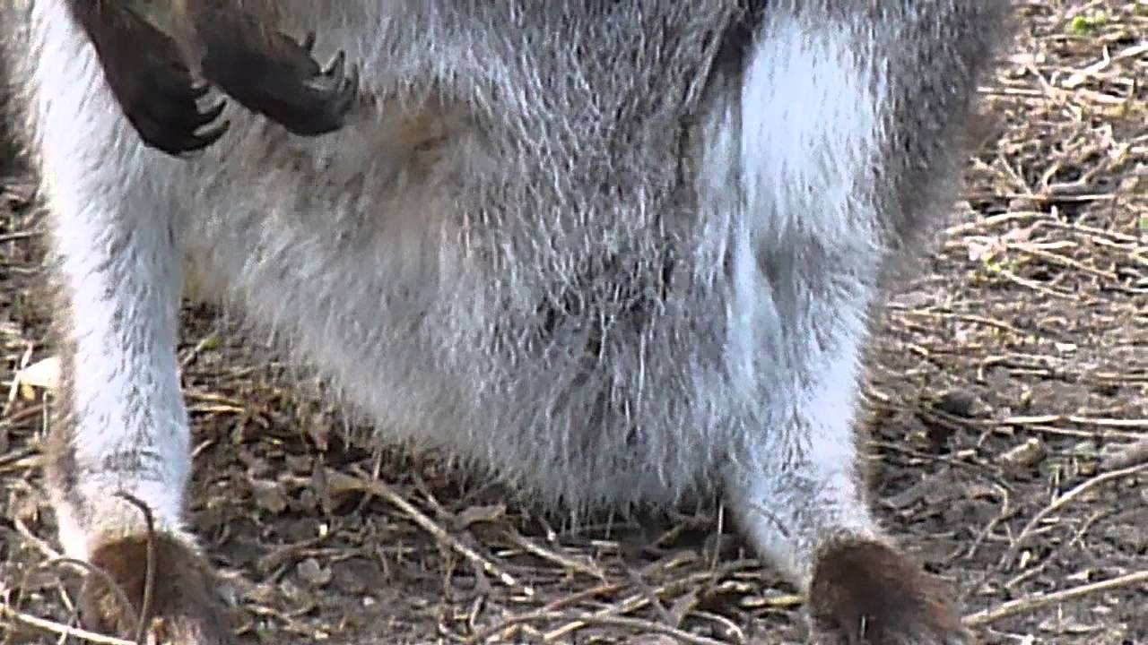 Albino Red Necked Wallaby joey at Linton Zoo