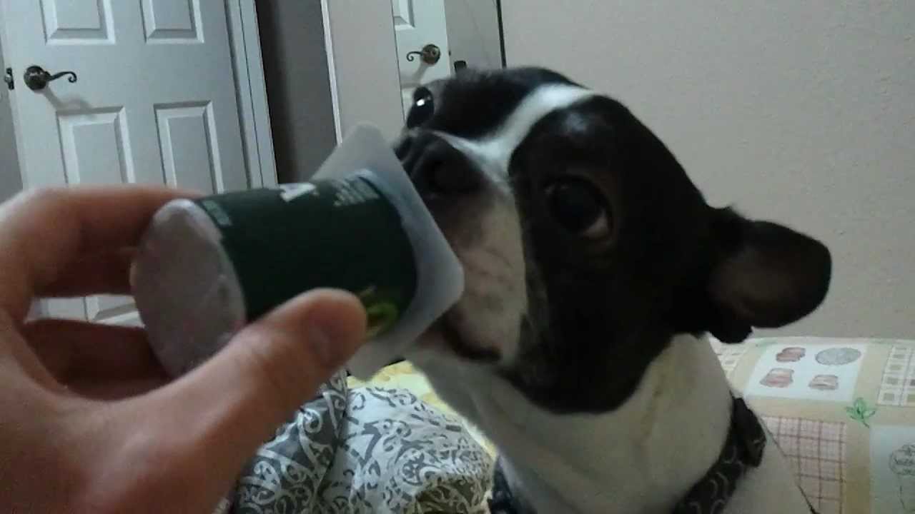 Dog eating yogurt
