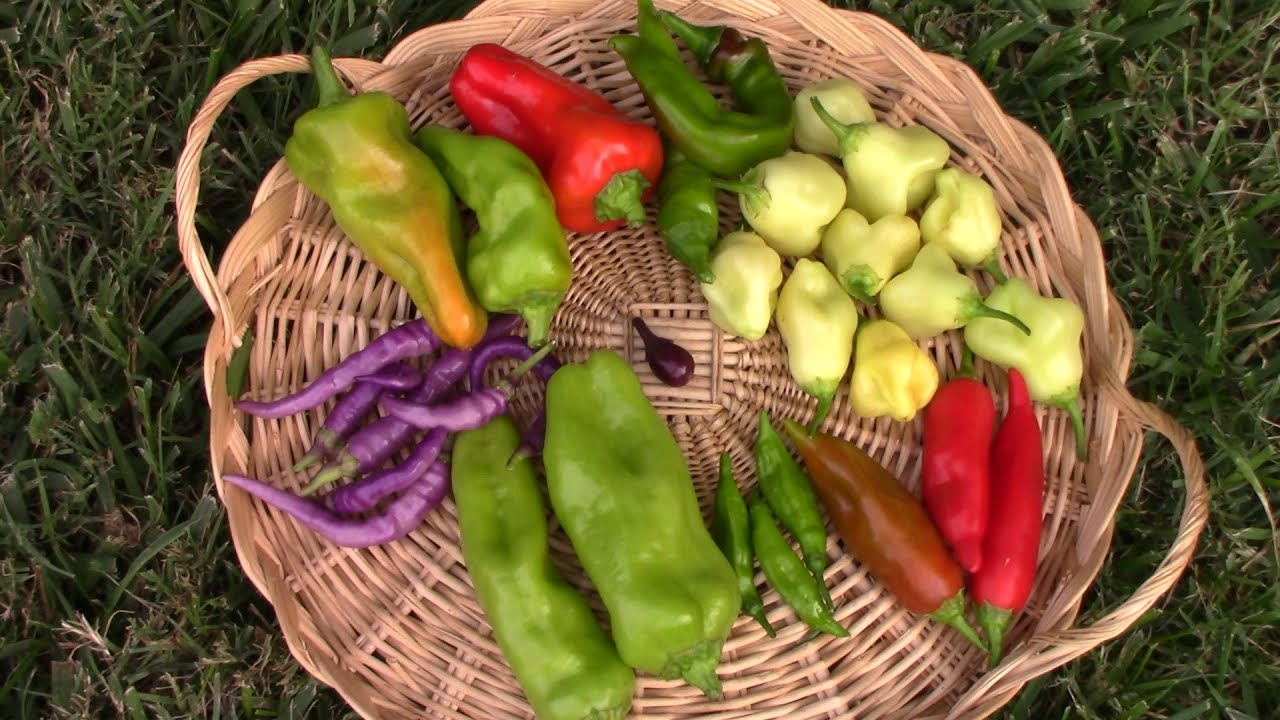 8 Different Types Of Peppers Grown And Harvested On One Plant
