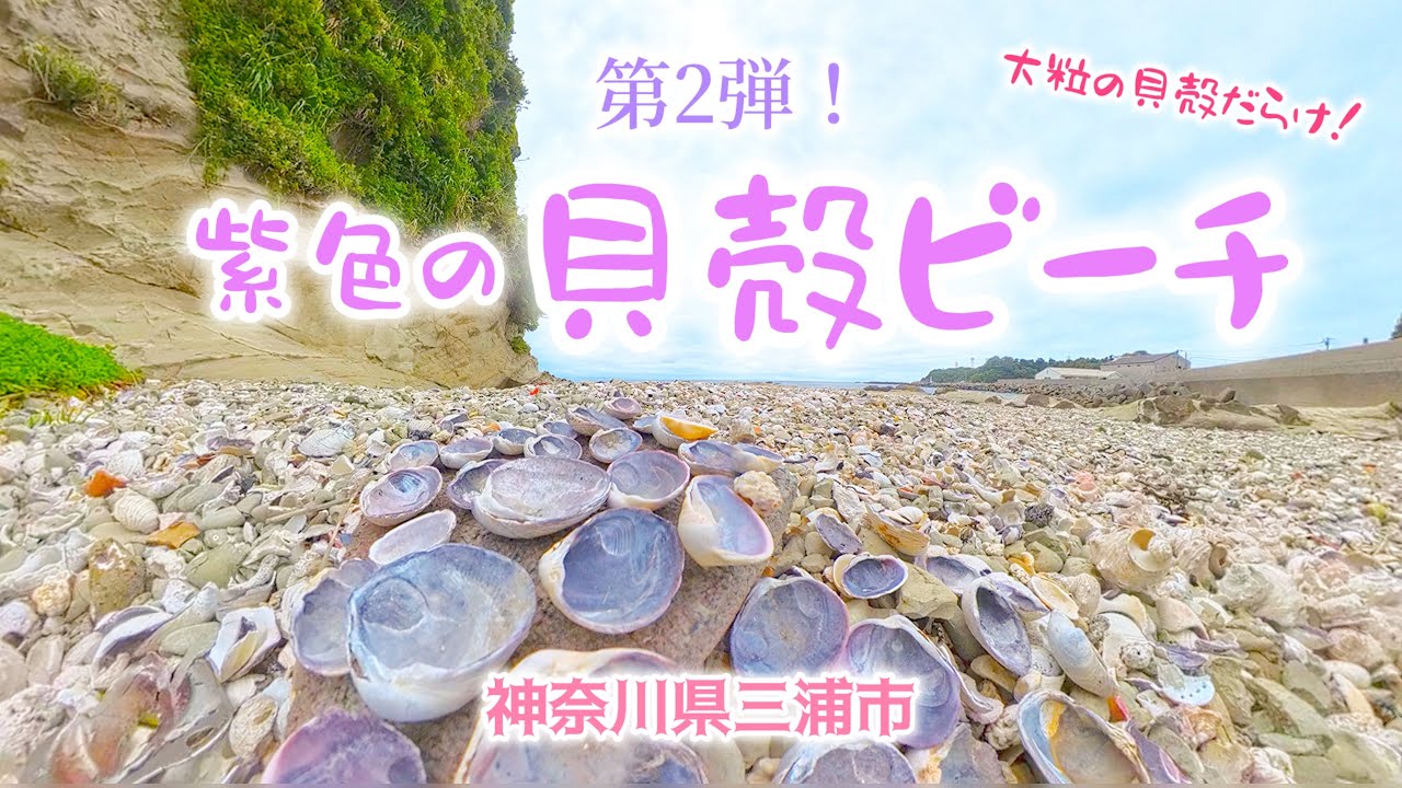 【第2弾】皆知らない貝殻だらけのビーチ【神奈川県三浦市】