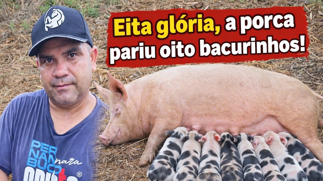 a porca pariu 8 porquinhos! @Betinhodosertão 