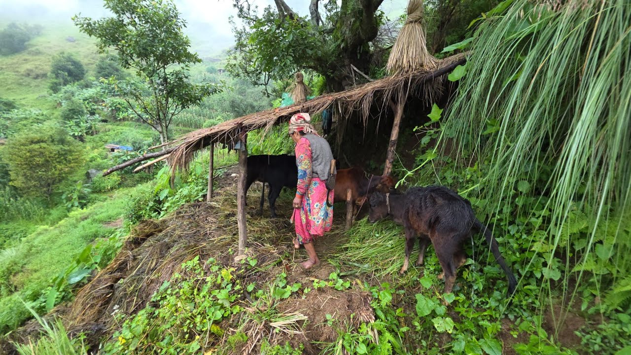Most Peaceful Nepali Mountain Village Traditional Lifestyle | Noddles Cooking in Hari Rokaya Village