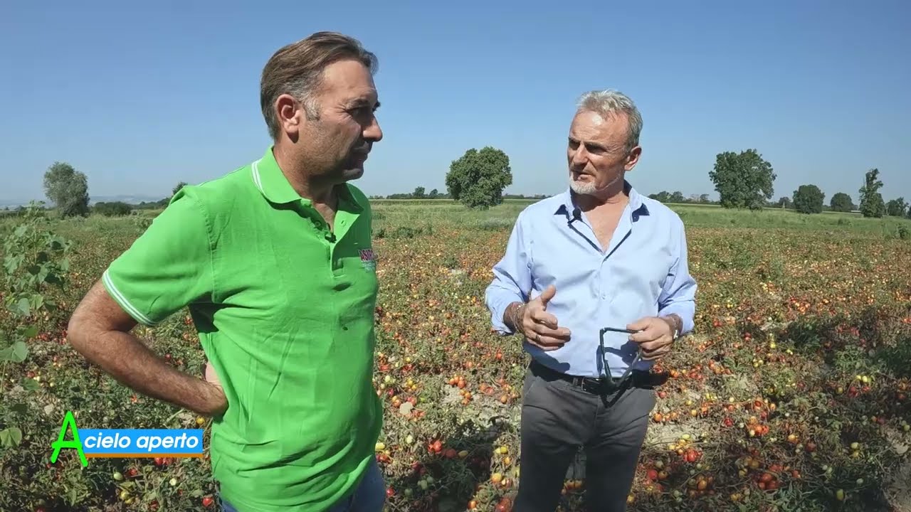 Puntata del 18-08-2024 - 2° parte IL POMODORO DA INDUSTRIA la raccolta