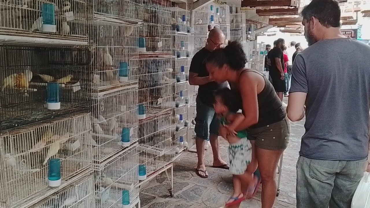 RECIFE FEIRA DE PÁSSAROS DA MADALENA A PROCURAR DO RING NECK QUANTO CUSTA CADA AVES 💵🐦