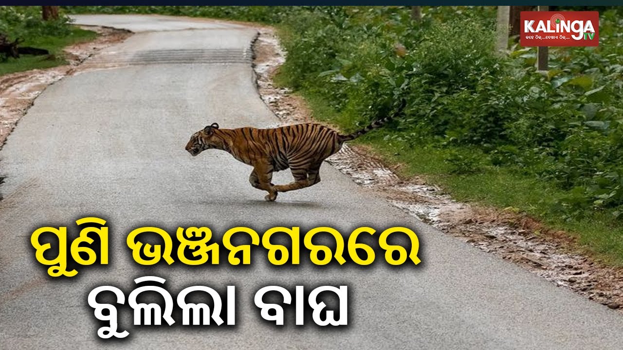 Tiger Causes Panic In Ganjam's Bhanjanagar yet again, locals terrified || Kalinga TV