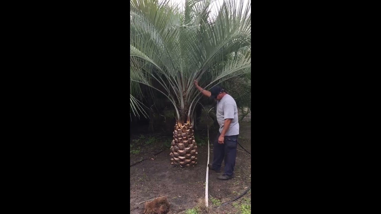 Pindo Palm Diamond Cut/The Tree Planters/Planted and Guaranteed/Serving Central Florida For 50 Years