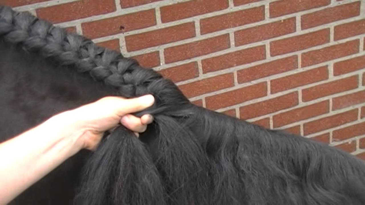 Hengstenvlecht, filmpje gemaakt door Carina Jansen in opdracht van Stalhouderij Het Zwarte Paard