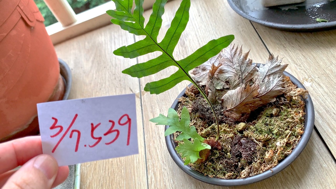 【園藝539】3月7日(六)檞蕨芽點不斷冒出嫩葉準備移動到好看的木塊上了！