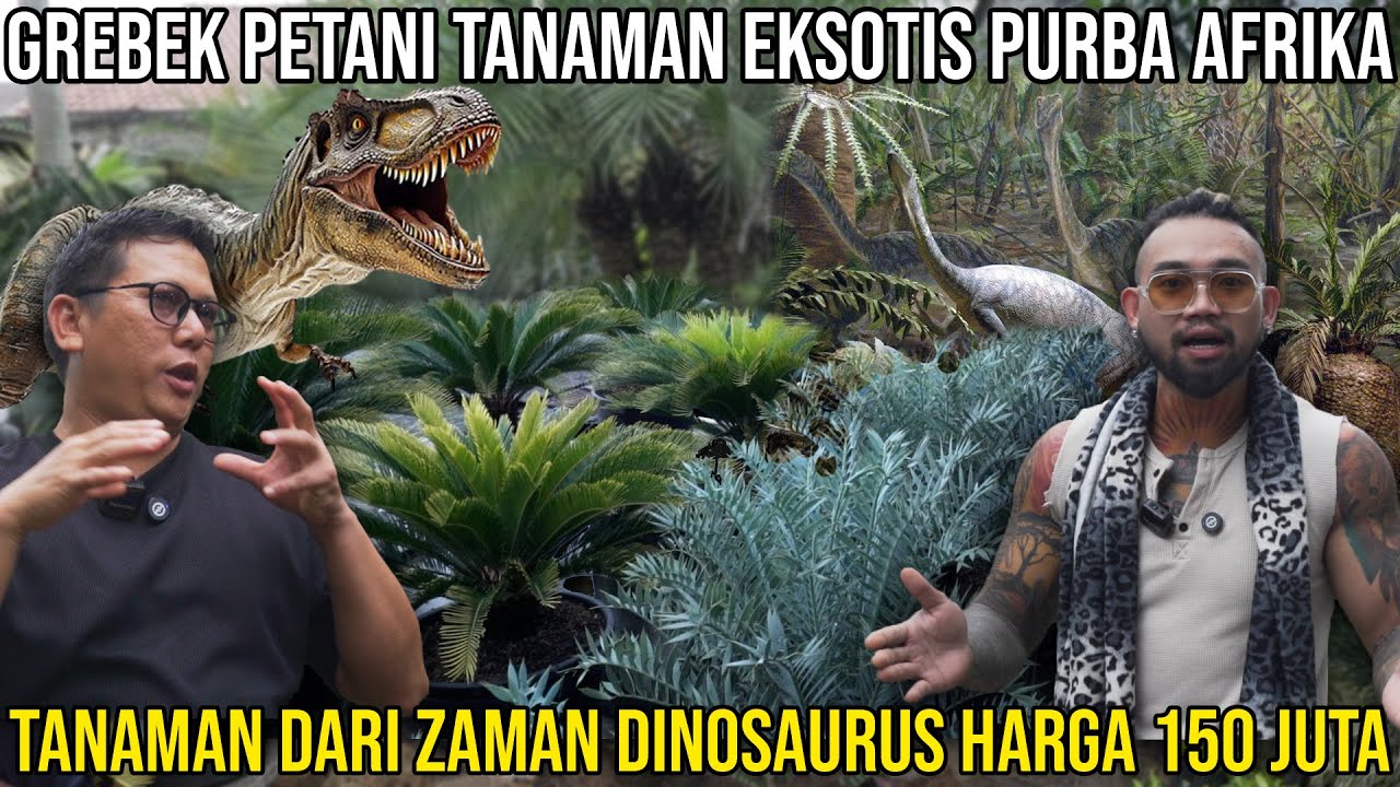 GREBEK PETANI TANAMAN EKSOTIS PURBA AFRIKA. TANAMAN DARI ZAMAN DINOSAURUS HARGA 150JT. HAMSYAFLORA