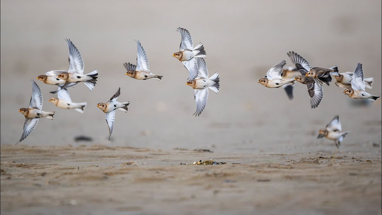Sneeuwgorzen - Snow buntings