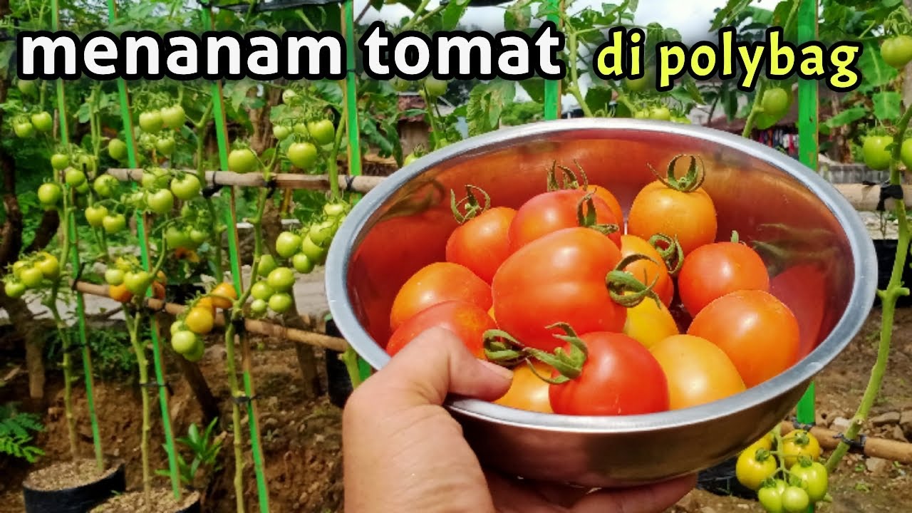 menanam tomat di polybag | buah lebat |