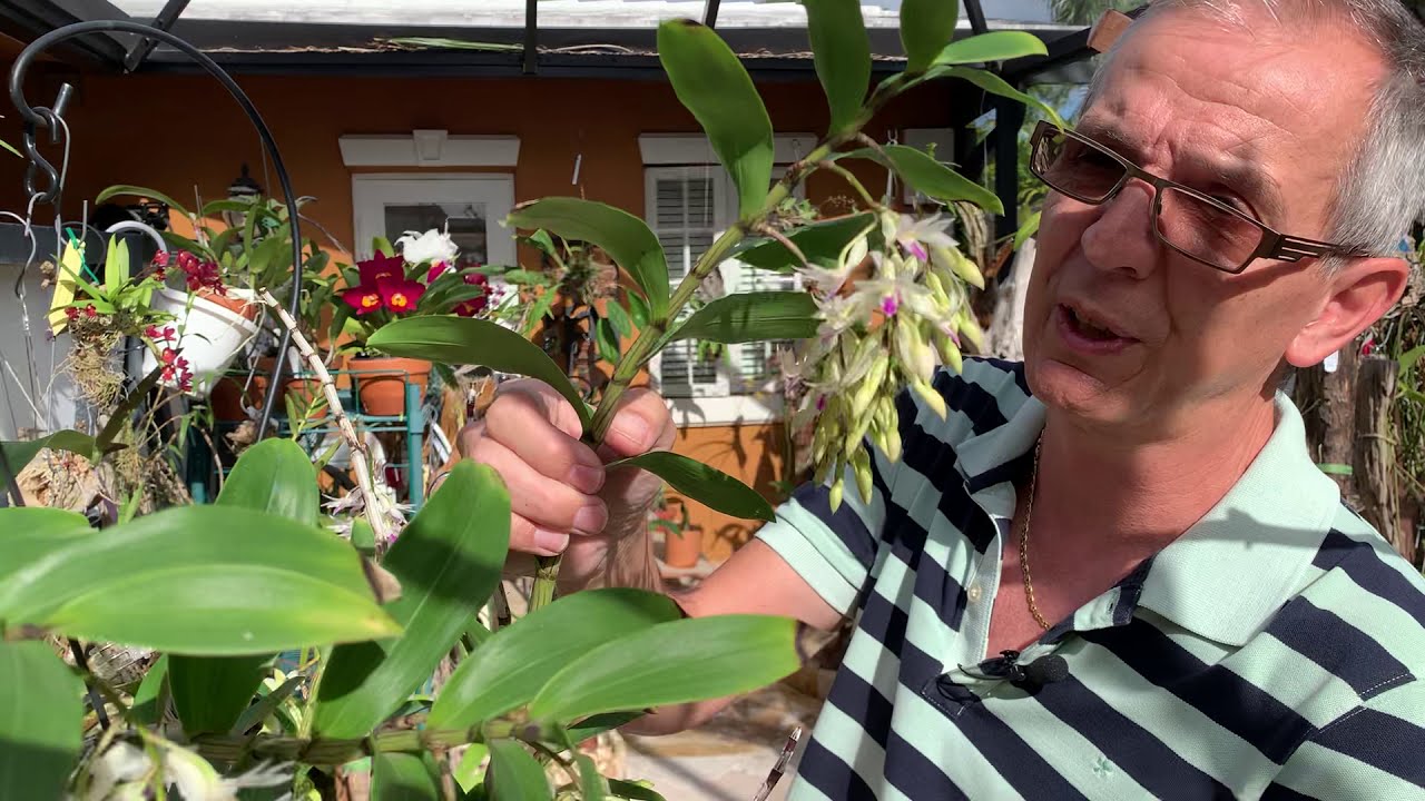 How I care for my Dendrobium amethystoglossum