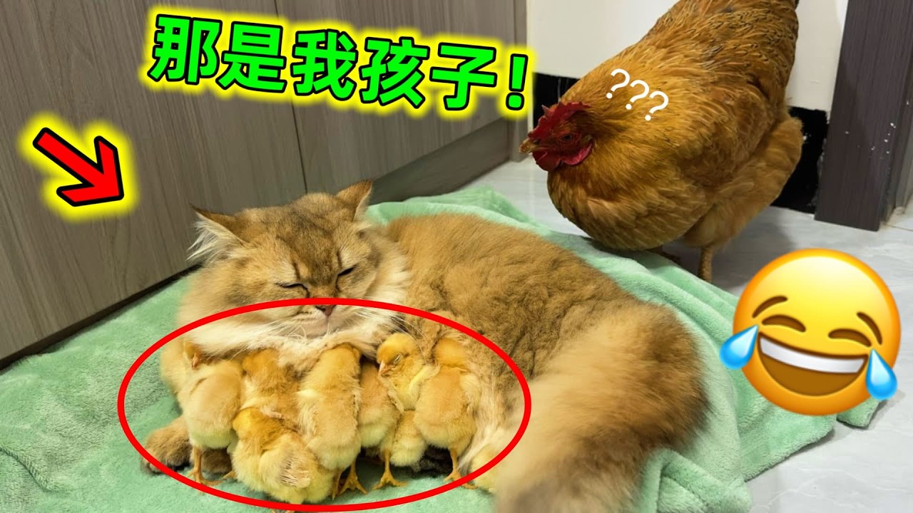 😂沙雕動物的迷惑行為｜會幹壞事、會犯傻，簡直都快成精了#動物的迷惑行為 #搞笑動物 #動物搞笑視頻 #動物搞笑 #沙雕動物 #動物成精 #世界之最 #人類迷惑行為