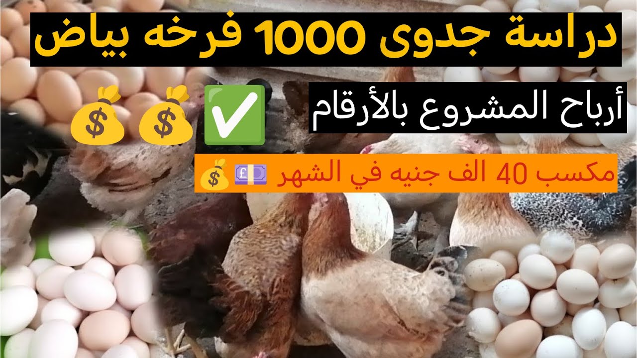دارسة جدوى 1000 فرخ بياض... أرباح حقيقيه ولا خساره؟ السر في الاداره