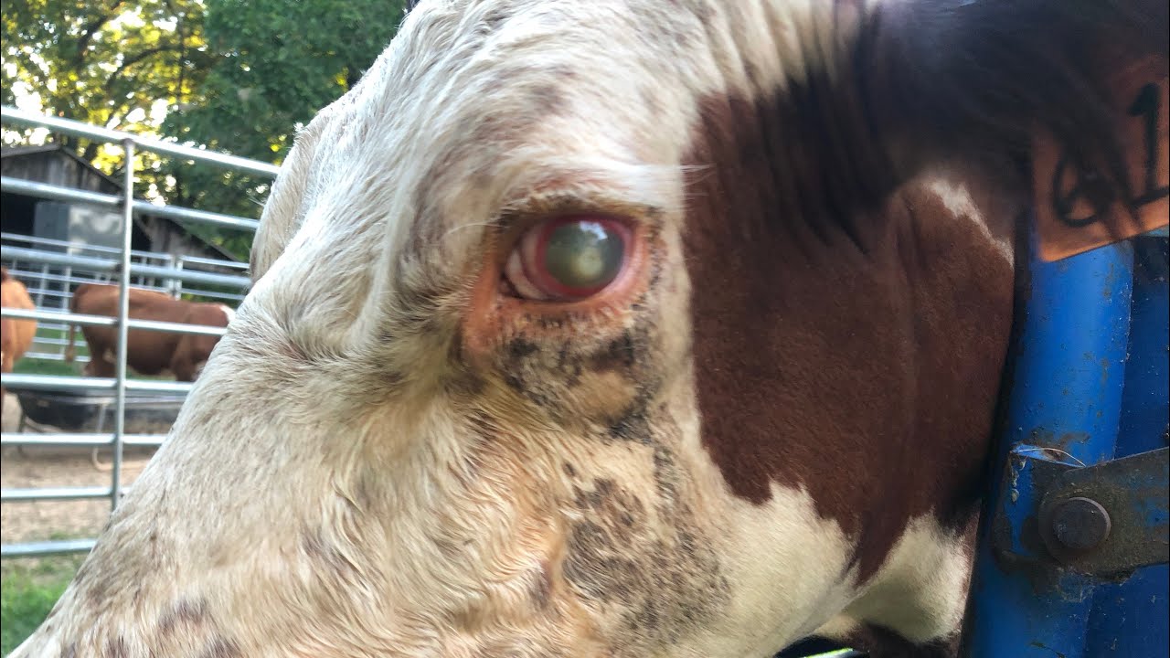 Pink Eye