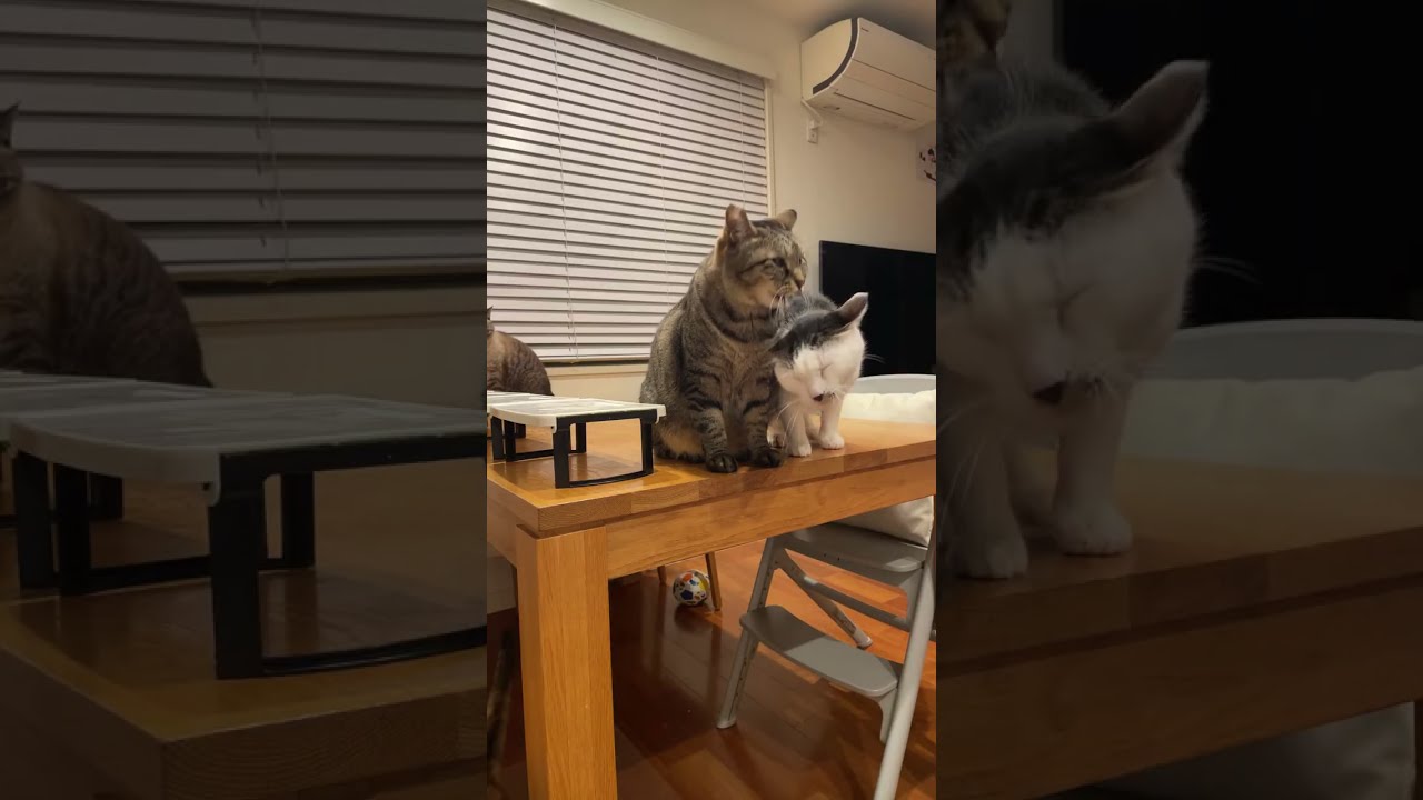 【LIVE】猫たちの朝ごはん🥞