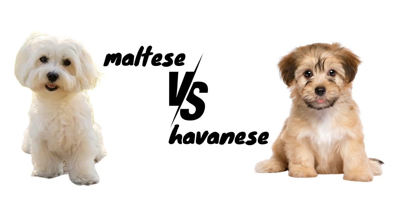 Which Small Dog is RIGHT for You, Havanese or Maltese? by-animalwondery