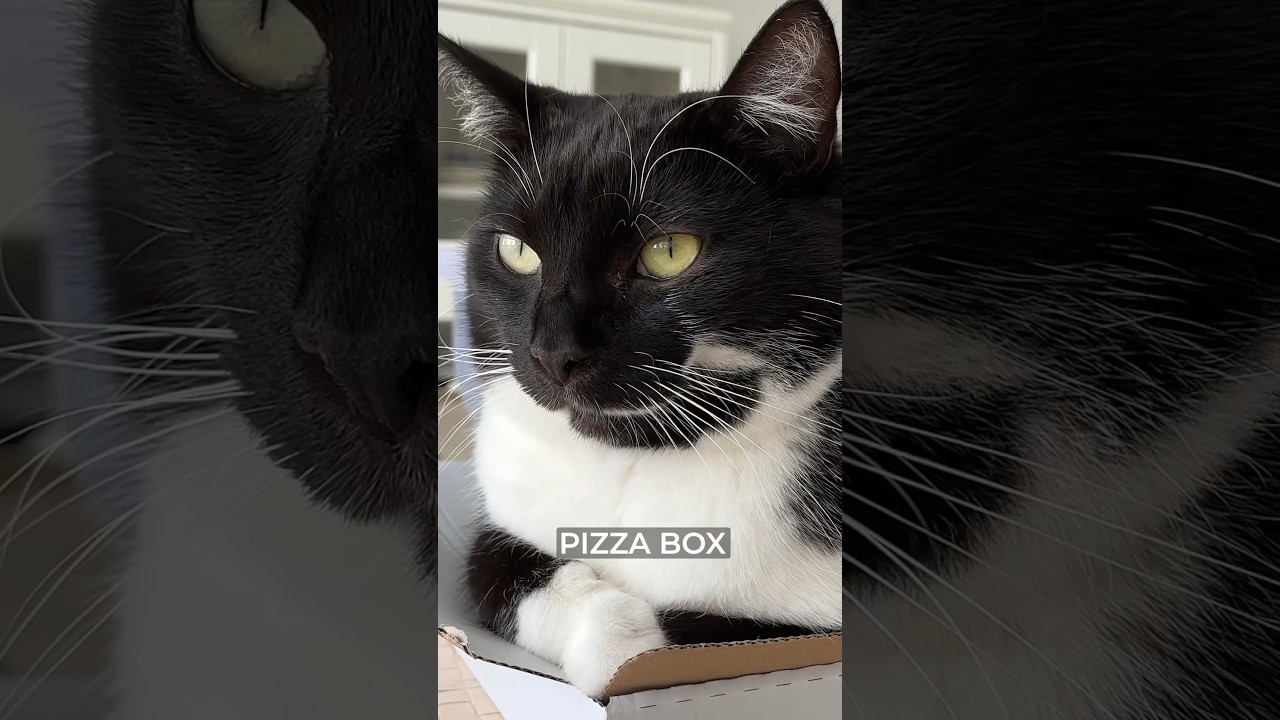 Best places for a cat loaf