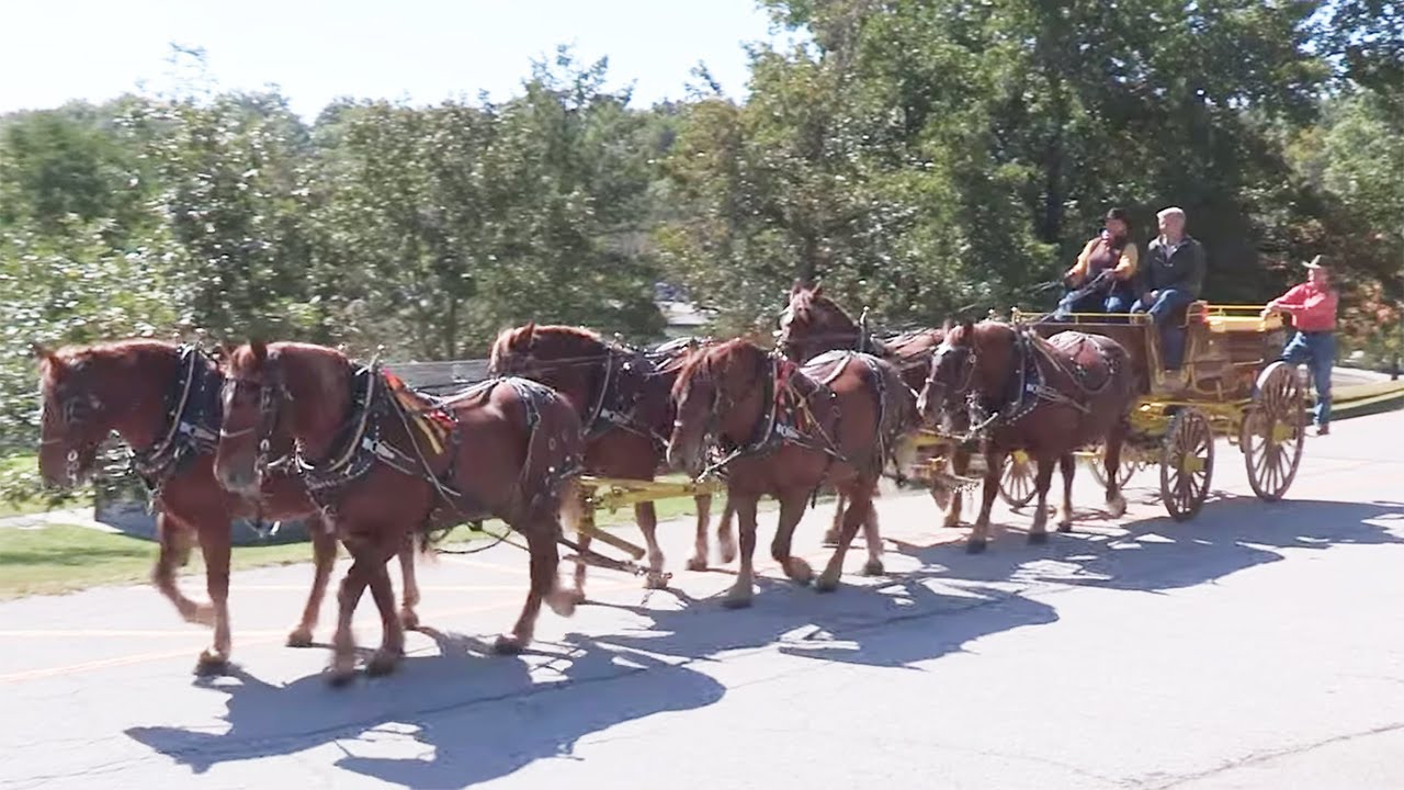 Suffolk Horse Gathering 2019